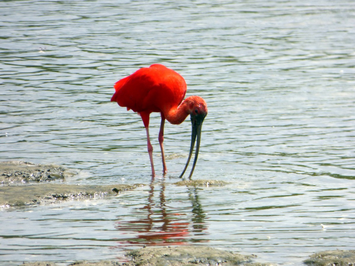 Scarlet Ibis - Mike Tuer