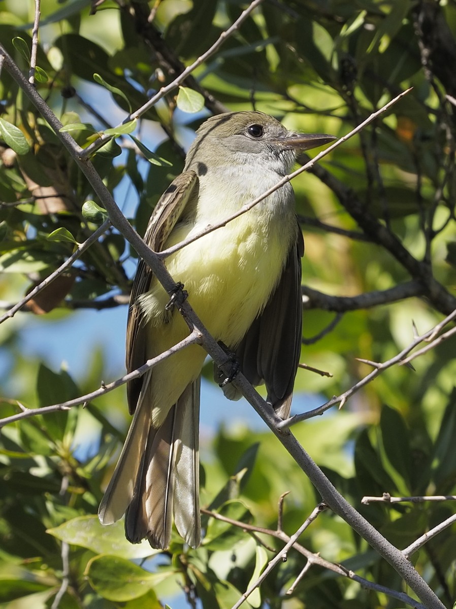 Great Crested Flycatcher - ML191361641