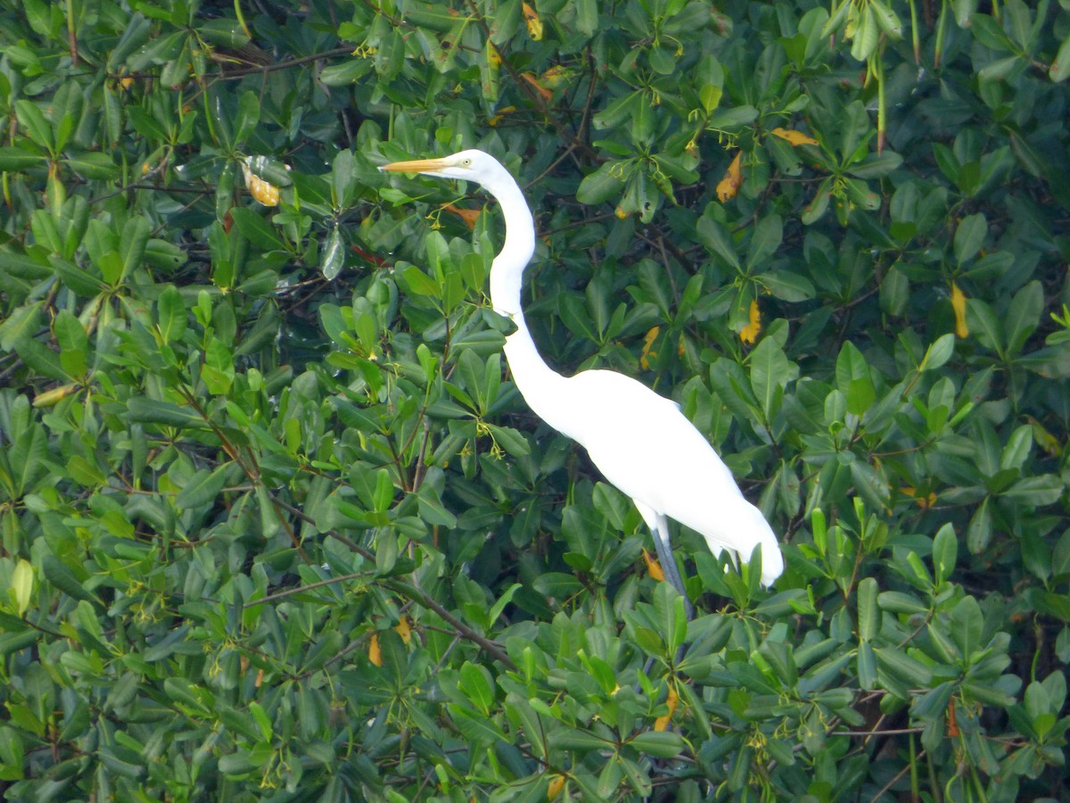 Great Egret - Mike Tuer