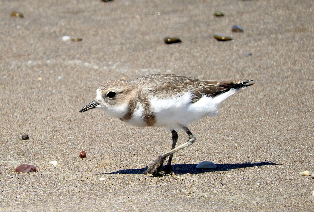 Two-banded Plover - ML191364131