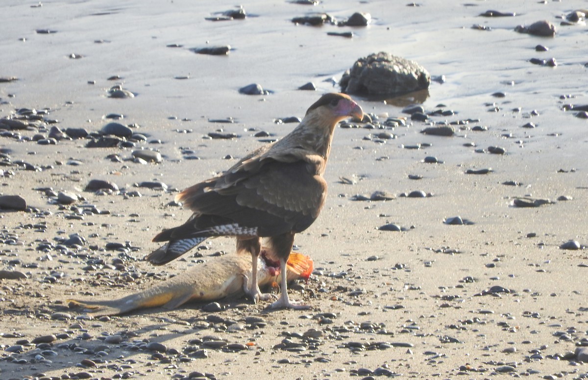 Crested Caracara (Southern) - ML191364911