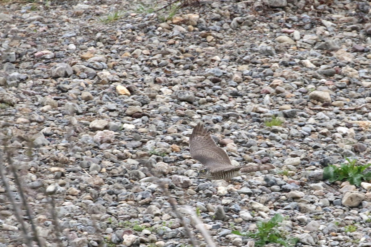 Eurasian Sparrowhawk - ML191365211