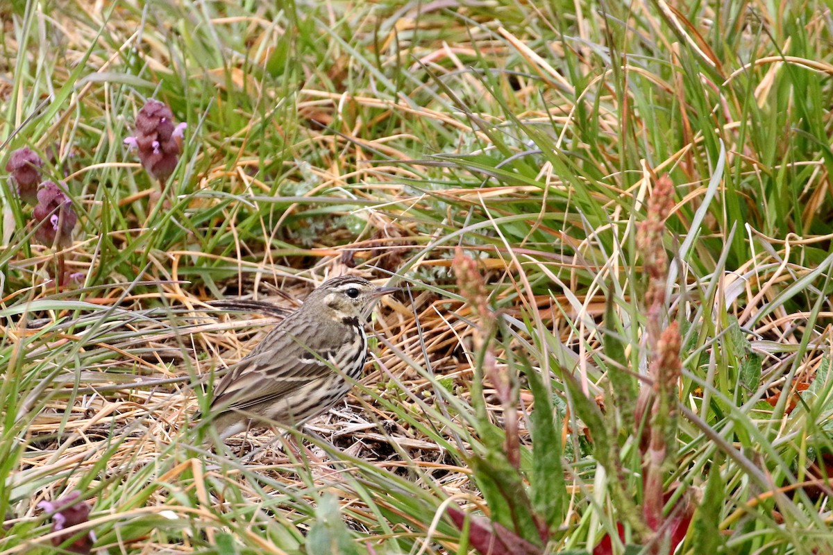 Olive-backed Pipit - ML191365241