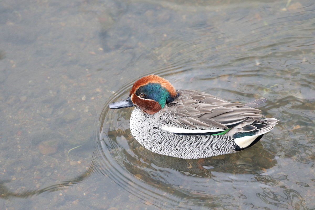 Green-winged Teal - ML191365291