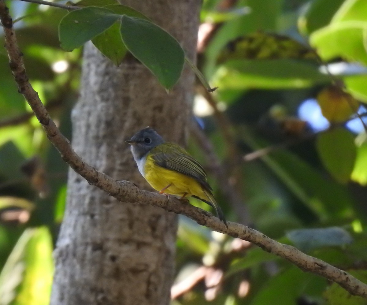 Gray-headed Canary-Flycatcher - Ghanshyam Prasad Bhanware
