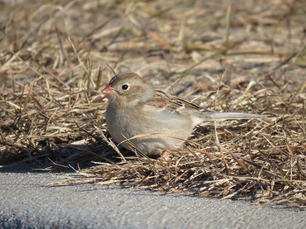 Field Sparrow - Paul Roots