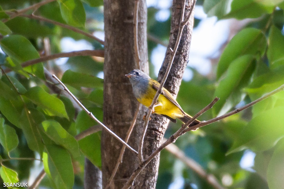 Gray-headed Canary-Flycatcher - ML191371201