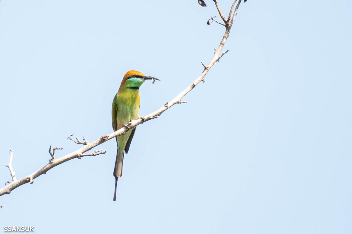 Asian Green Bee-eater - ML191371941