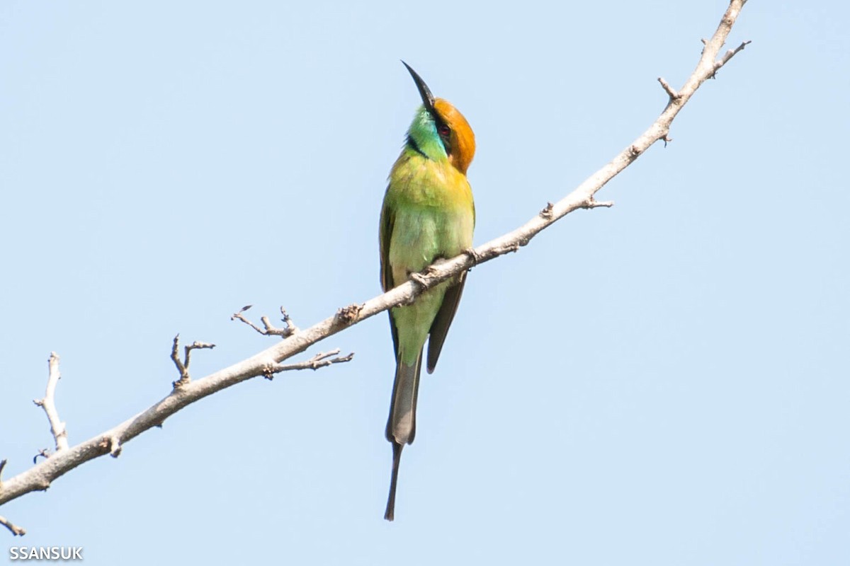 Asian Green Bee-eater - ML191371951