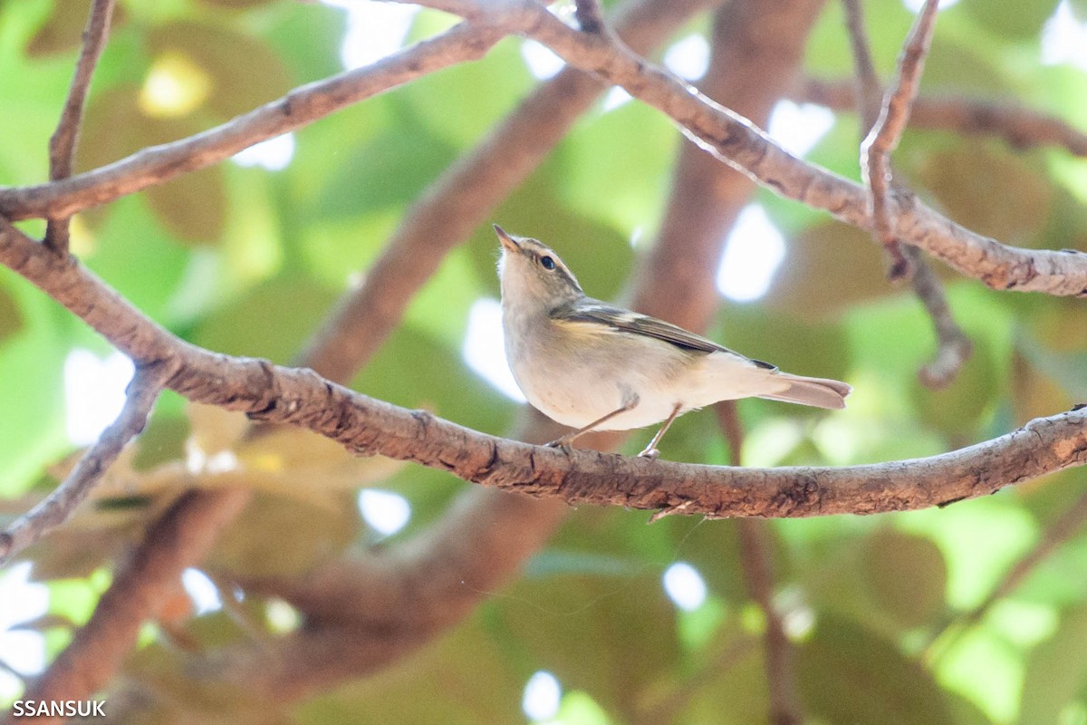 Yellow-browed Warbler - ML191372111