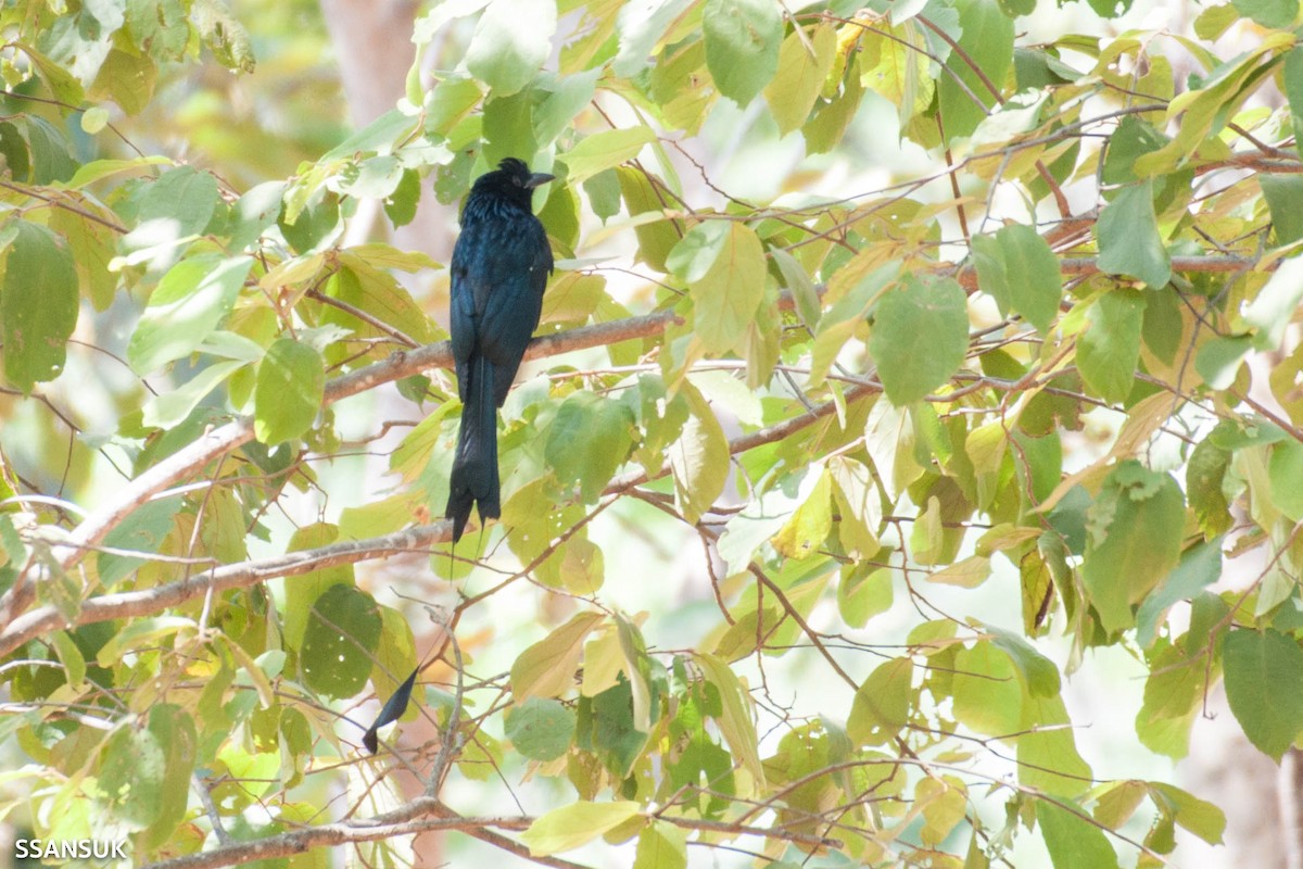 Greater Racket-tailed Drongo - ML191372421