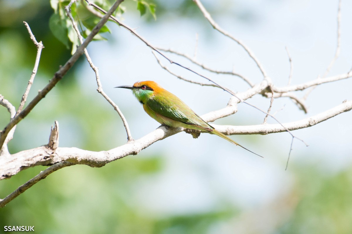 Asian Green Bee-eater - ML191372531
