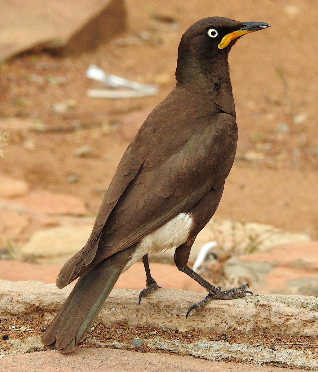 African Pied Starling - ML191372571