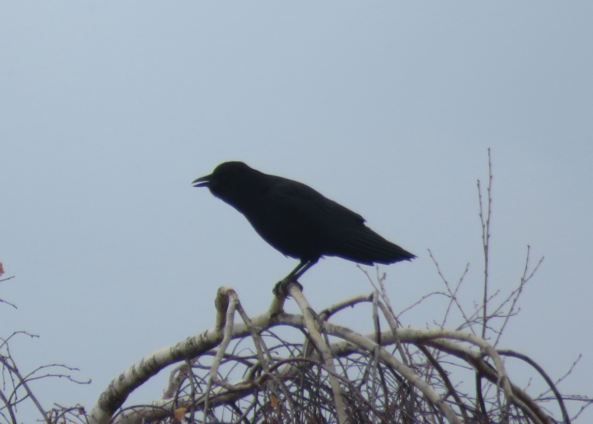 American Crow - ML191375481