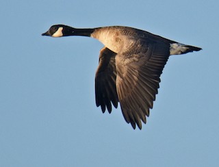 Cackling Goose, ML191377801