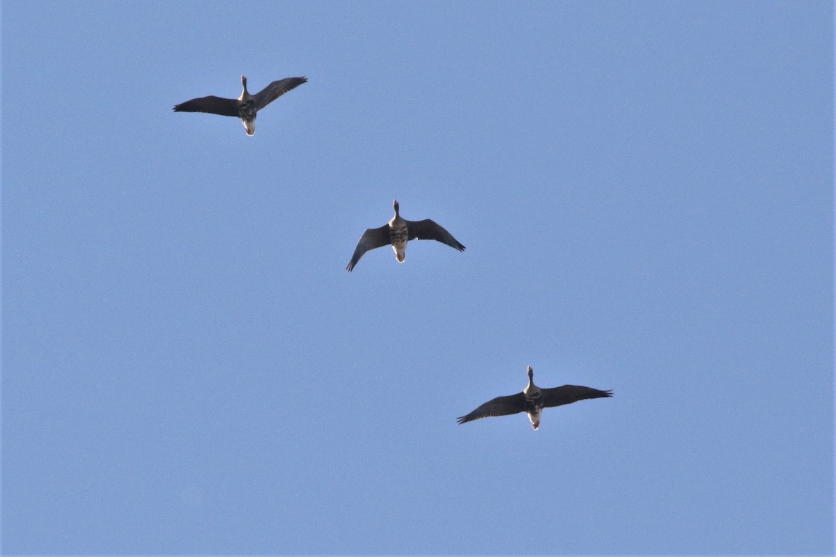Greater White-fronted Goose - ML191378221