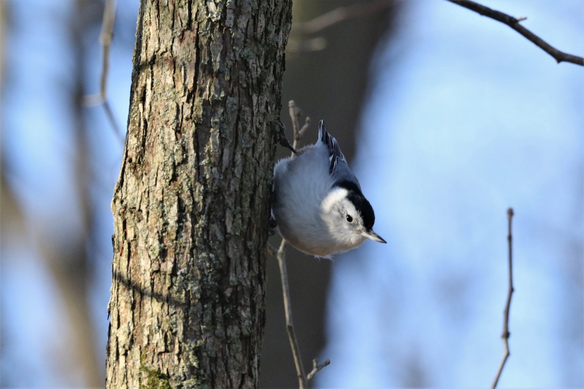 White-breasted Nuthatch - ML191378491