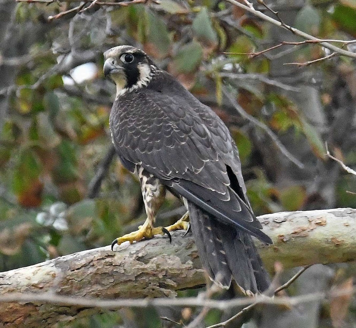 Peregrine Falcon (North American) - ML191381691