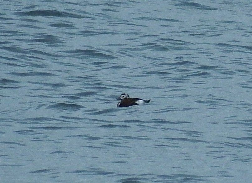 Long-tailed Duck - ML191387091