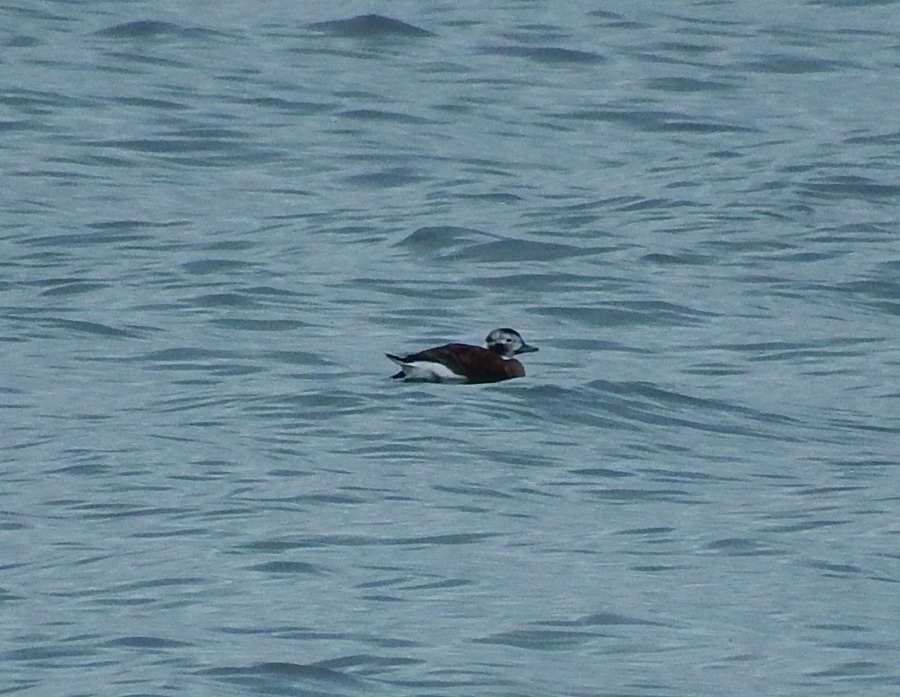 Long-tailed Duck - ML191387101