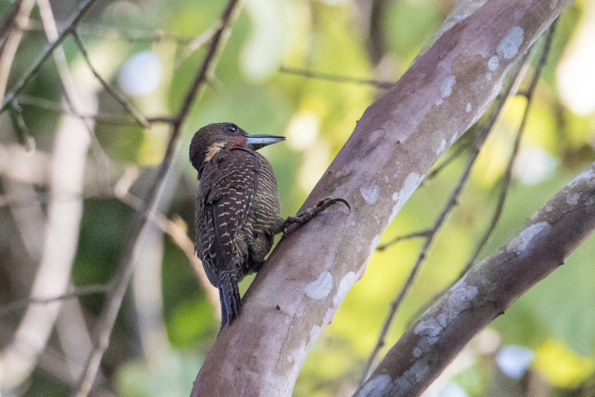 Buff-necked Woodpecker - Peter  Steward