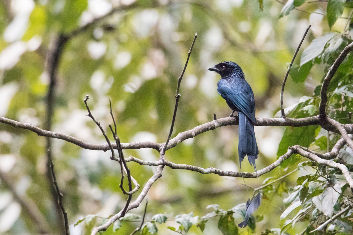 Greater Racket-tailed Drongo - Peter  Steward