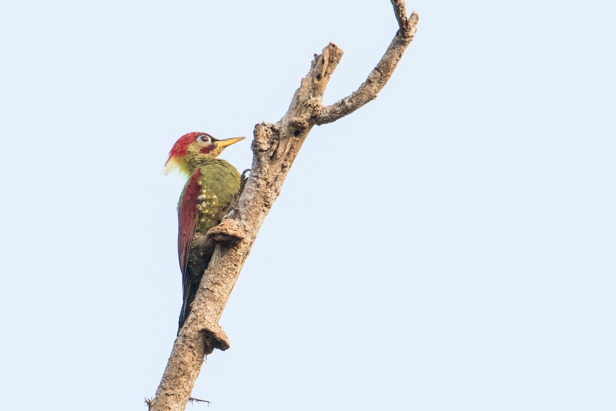 Crimson-winged Woodpecker - ML191393311