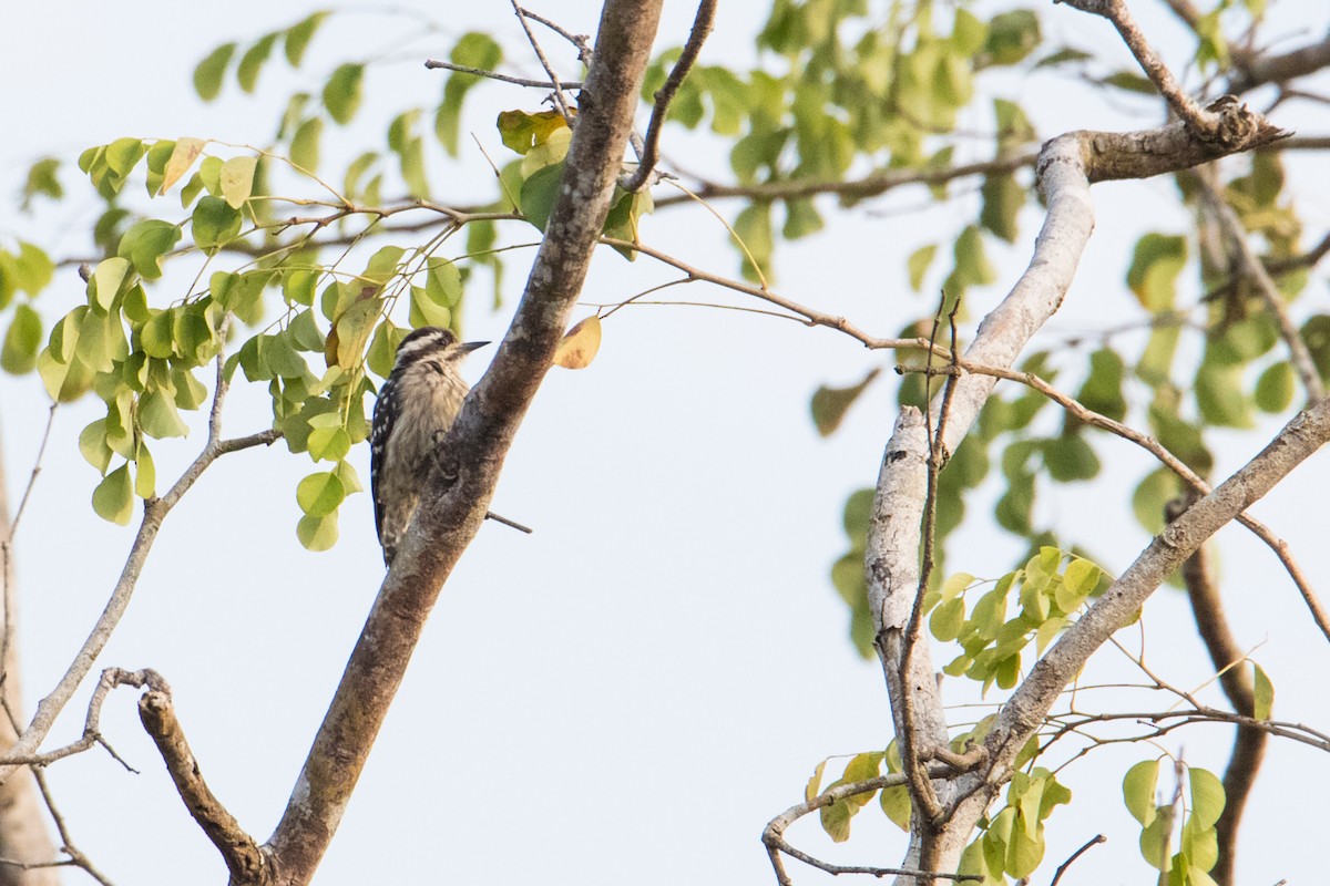 Sunda Pygmy Woodpecker - Peter  Steward