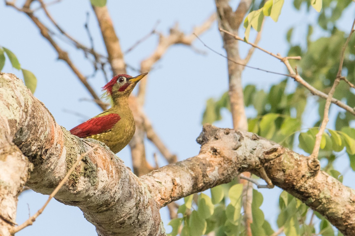 Crimson-winged Woodpecker - ML191393451