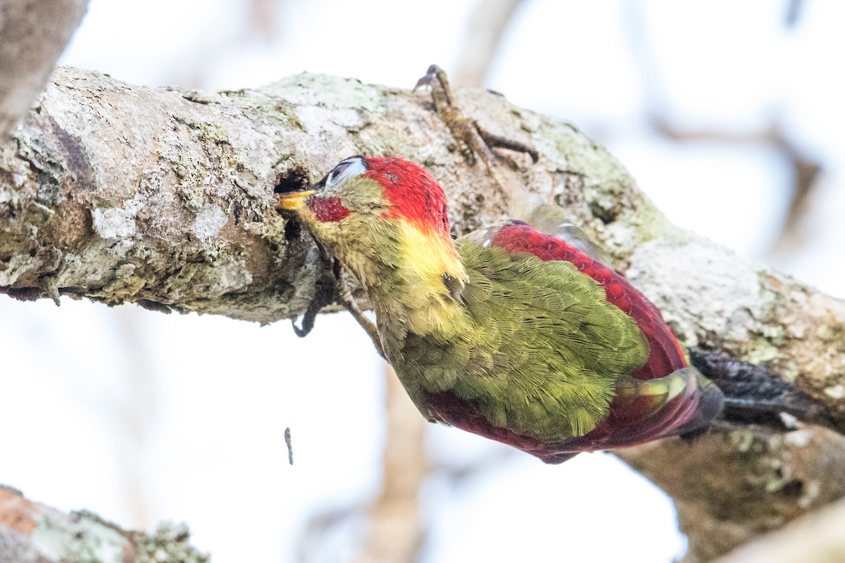 Crimson-winged Woodpecker - ML191393461