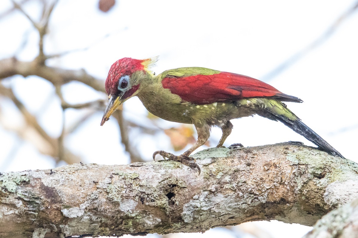 Crimson-winged Woodpecker - ML191393481