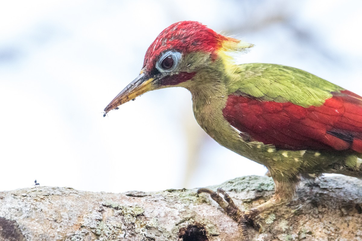 Crimson-winged Woodpecker - ML191393501