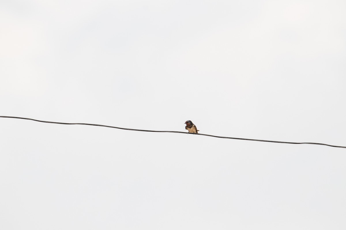 Barn Swallow - Peter  Steward