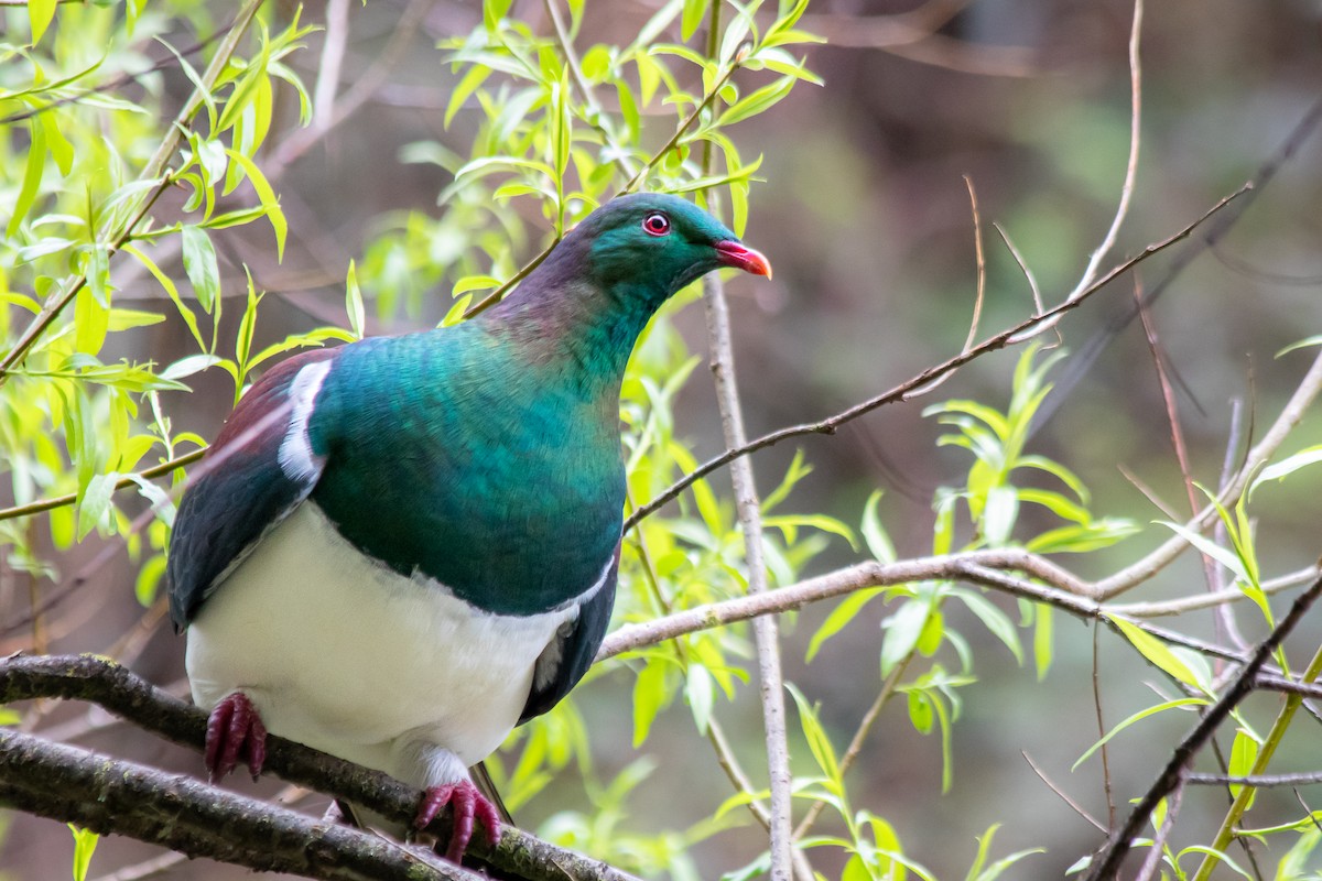 New Zealand Pigeon - André  Zambolli