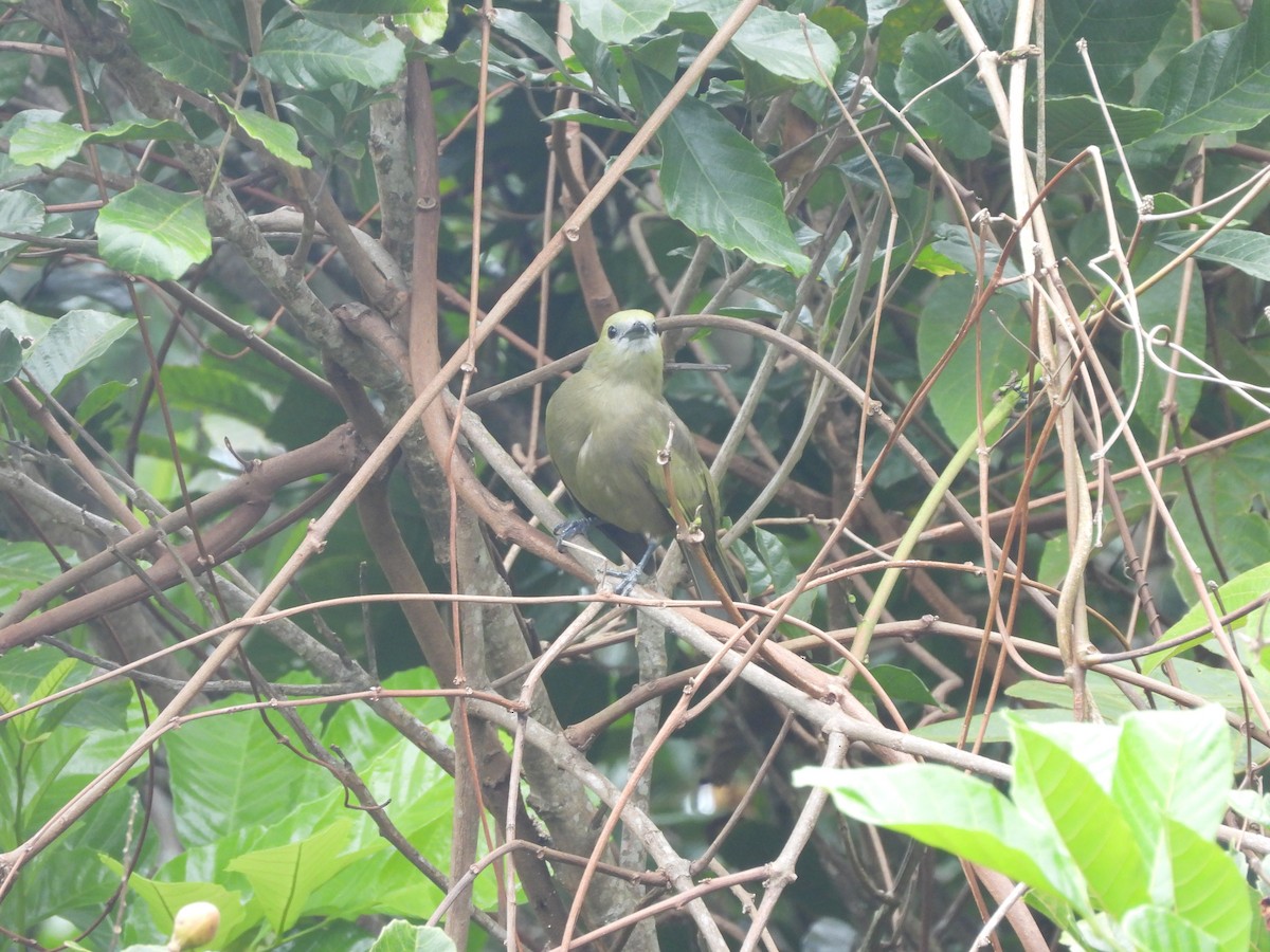 Palm Tanager - ML191397561