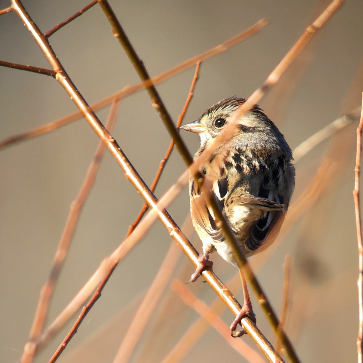 Swamp Sparrow - Jeremy Rardin