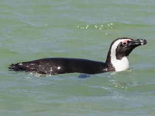  - African Penguin