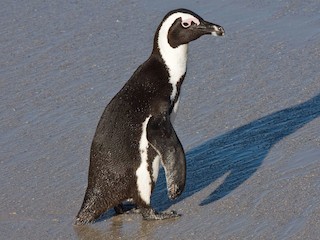  - African Penguin