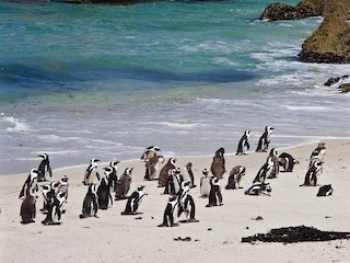  - African Penguin