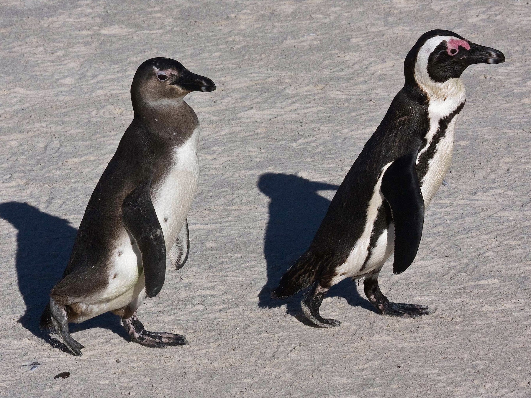 African Penguin - eBird