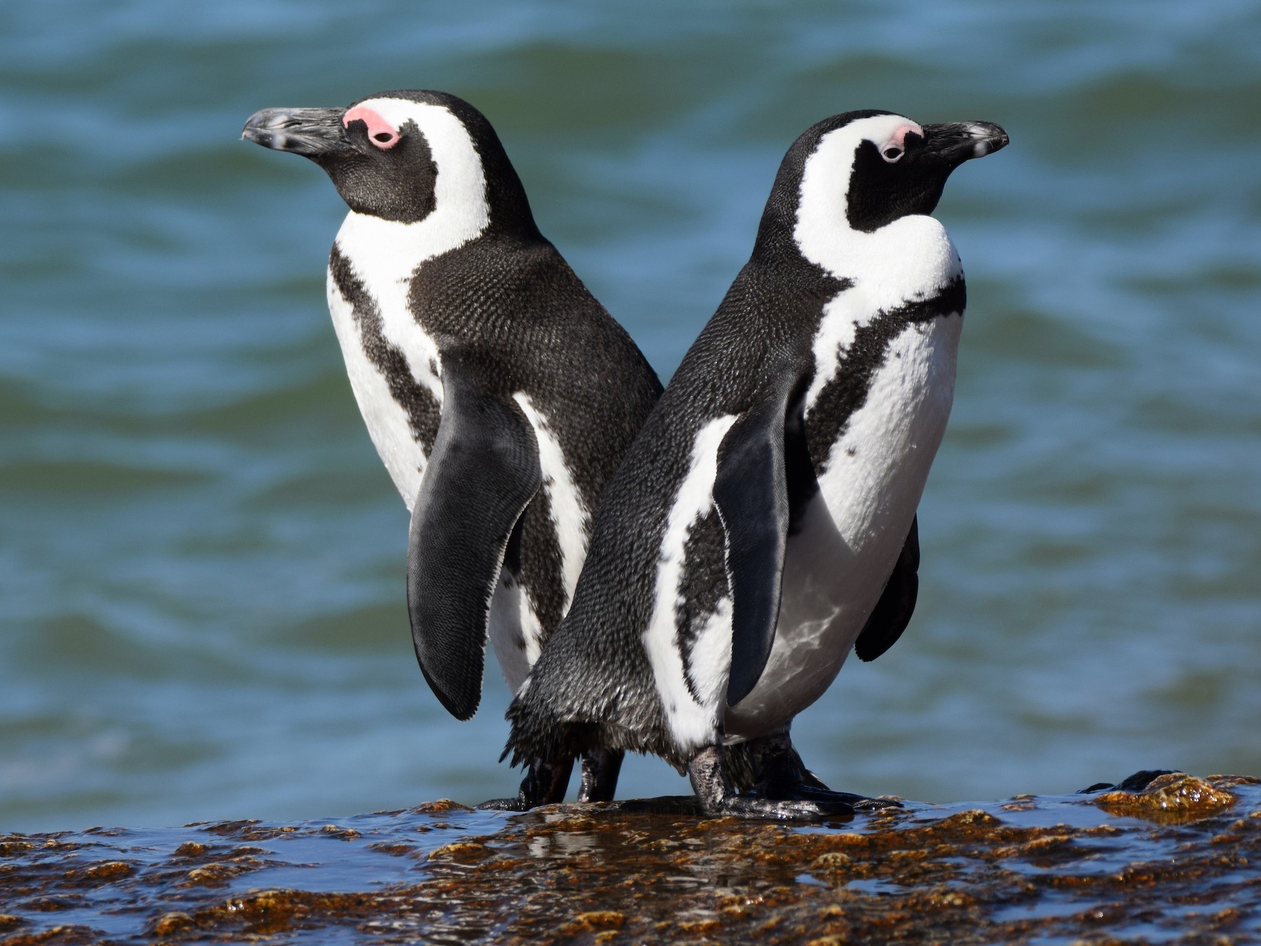 african penguins