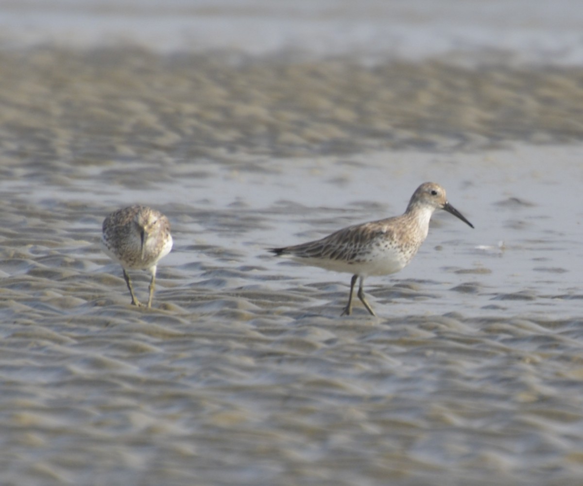 Great Knot - ML191401541
