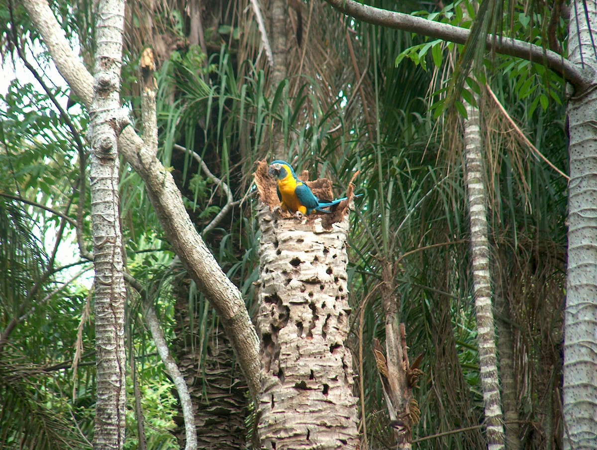Blue-throated Macaw - Alan Kneidel