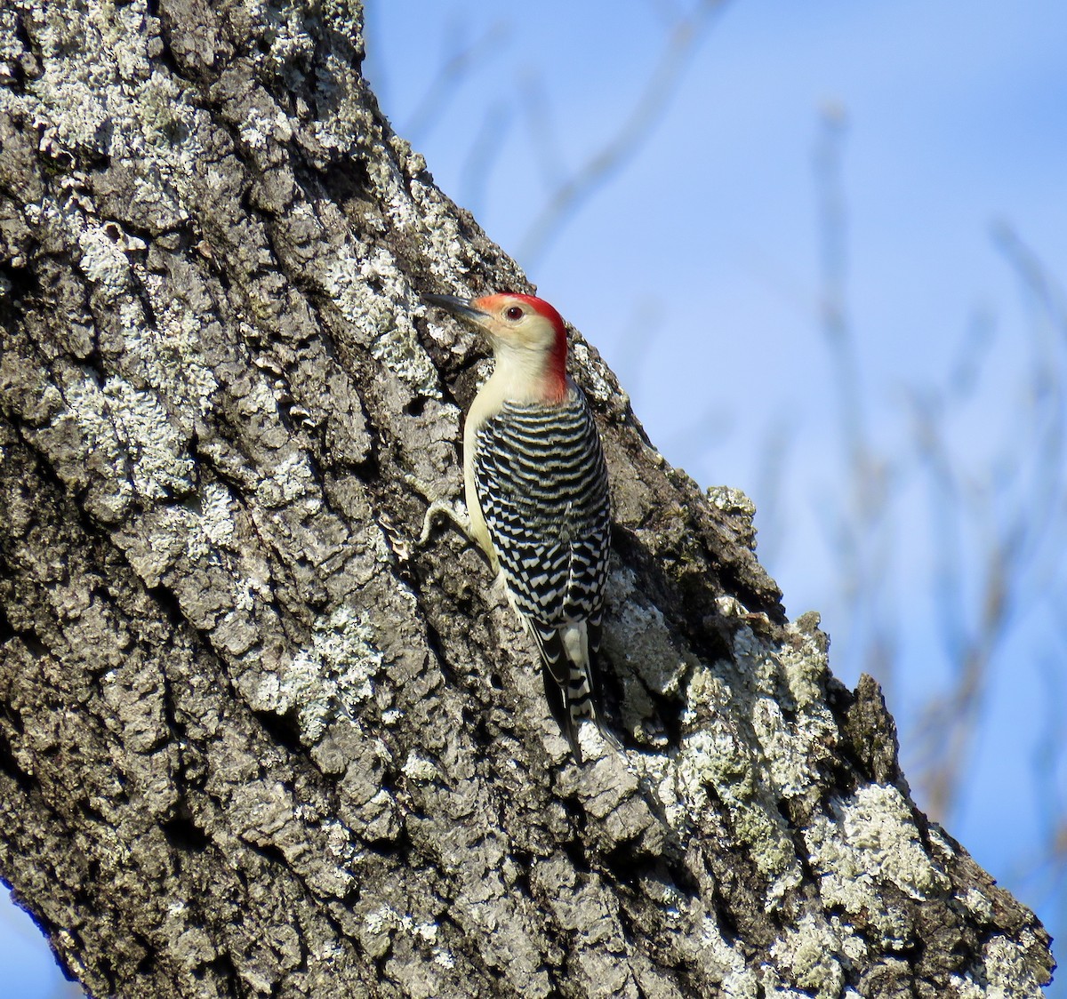 Red-bellied Woodpecker - ML191406091