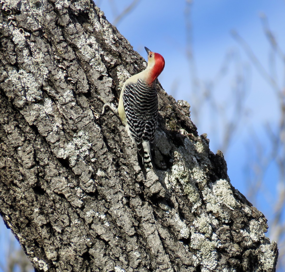 Red-bellied Woodpecker - ML191406101