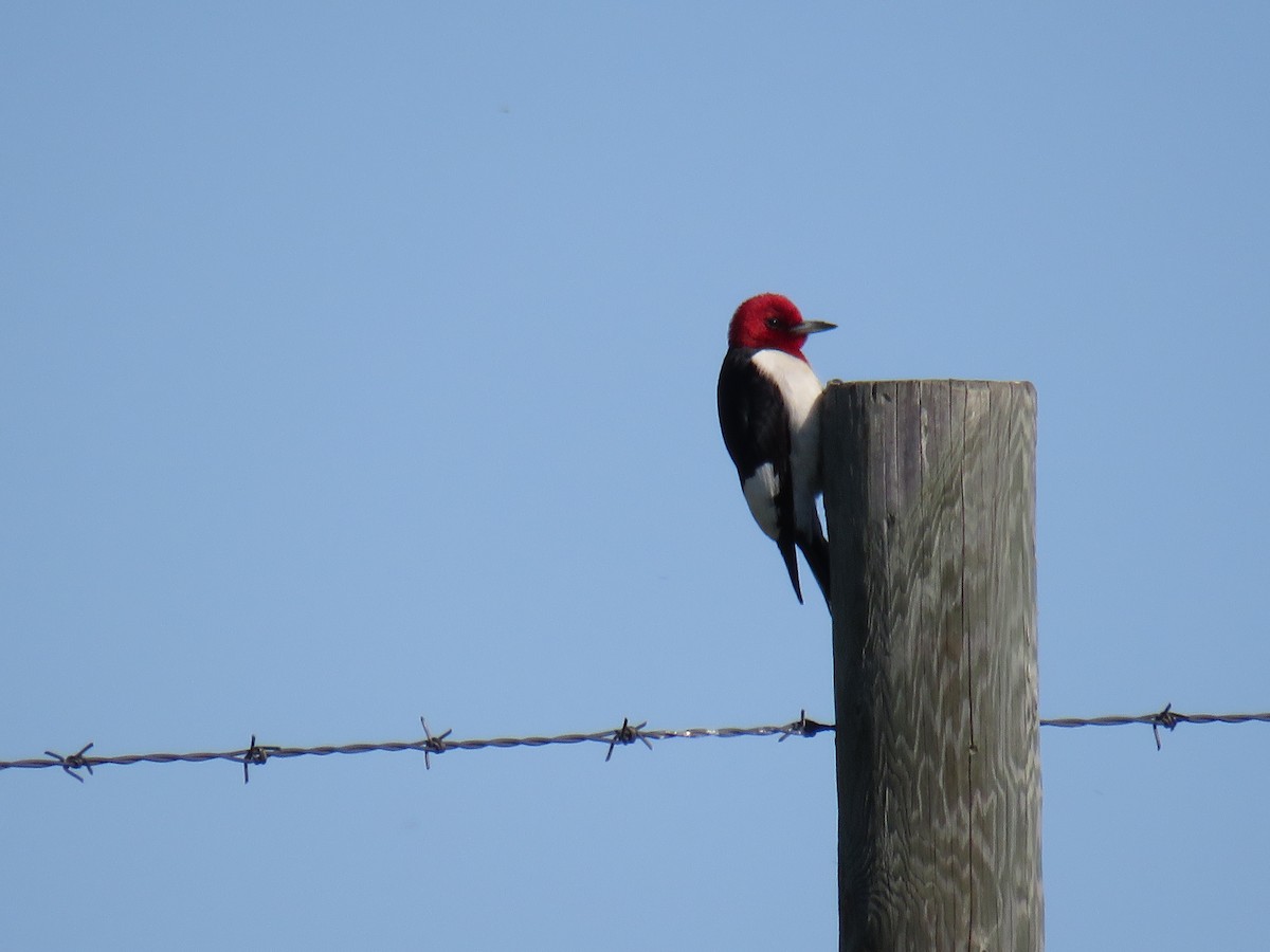 Red-headed Woodpecker - ML191407541