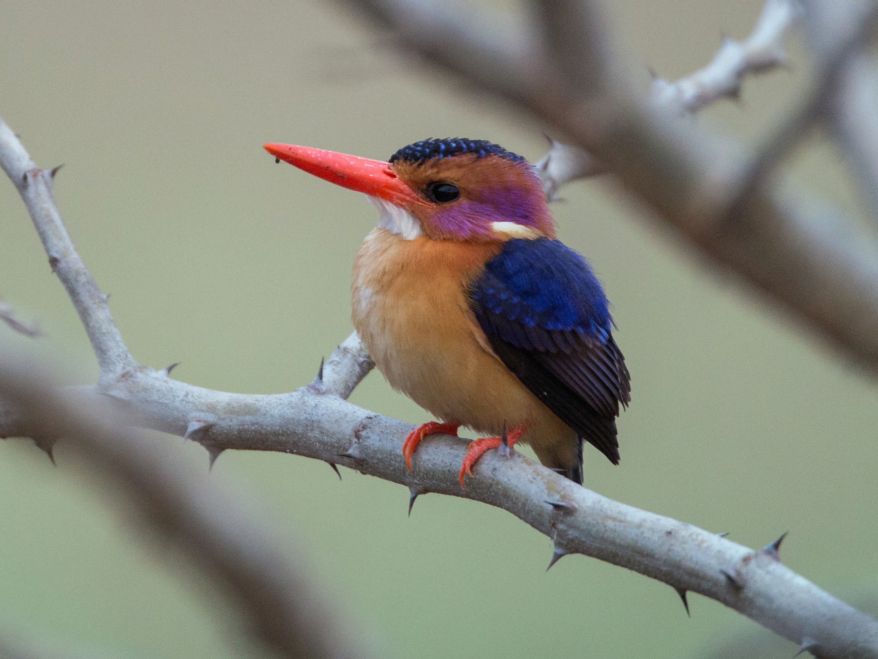 African Pygmy Kingfisher