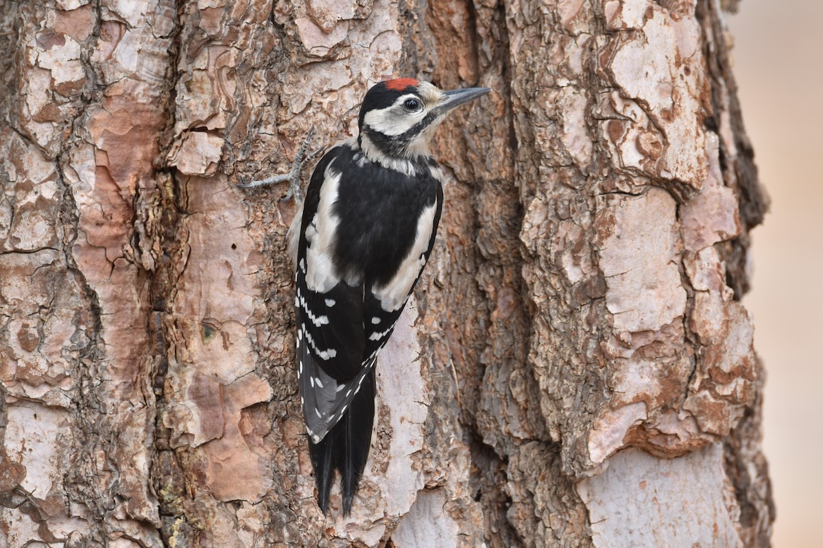 Great Spotted Woodpecker (Canarian) - ML191411681