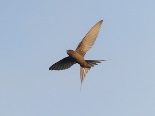 ヤシアマツバメ - eBird