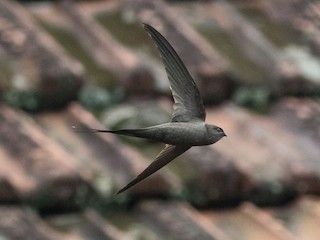 rorýs africký - eBird